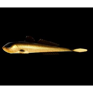 Libra Lures Gumová nástraha Gobio 7,3″ 18,6cm 40g - Gold 009