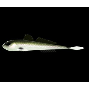 Libra Lures Gumová nástraha Gobio 7,3″ 18,6cm 40g - Olive Whitefish 031